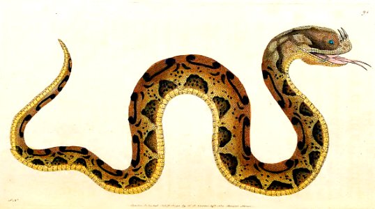 v03 094 Horn-Nosed Snake
