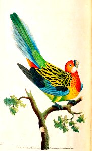 v03 093 Nonoareil Parrot