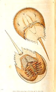 v03 091 Indian Monoculus