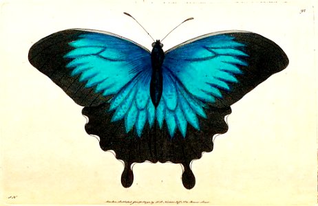 v03 092 Ulysses Butterfly