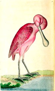 v03 090 Rose-Colored Spoonbill