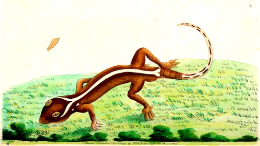 v03 089 Single Striped Lizard