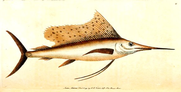v03 088 Broad-Finned Swordfish