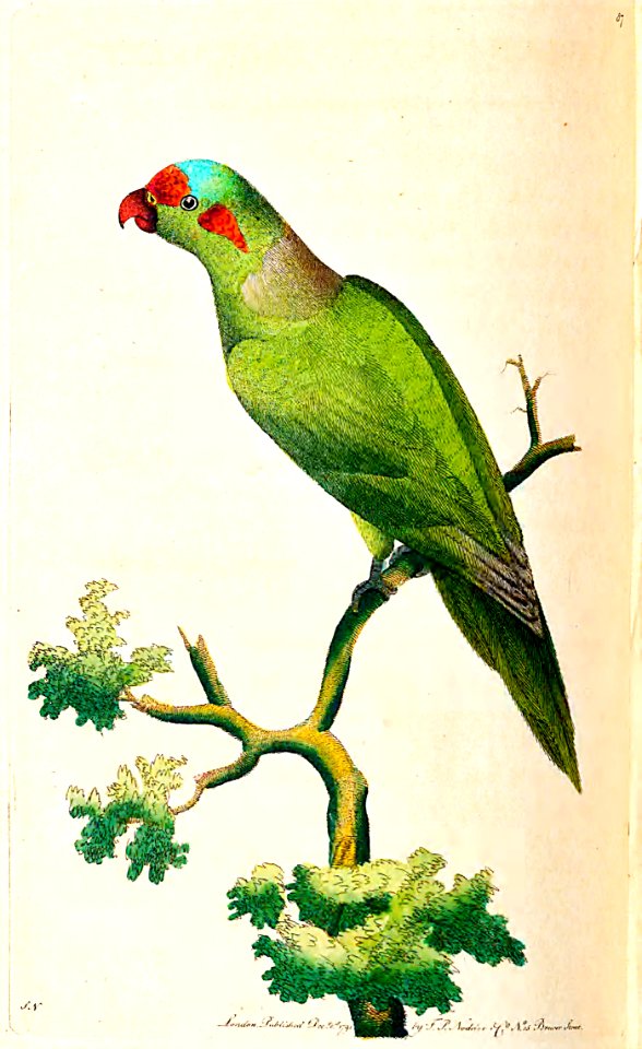 v03 087 Crimson-Fronted Parakeet