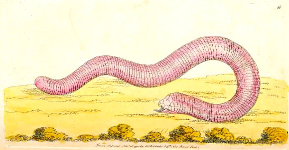 v03 086 Rose-Colored Amphisbaena