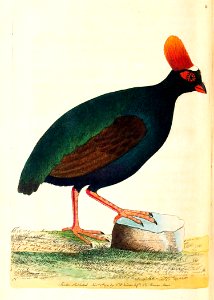 v03 084 Violaceous Partridge