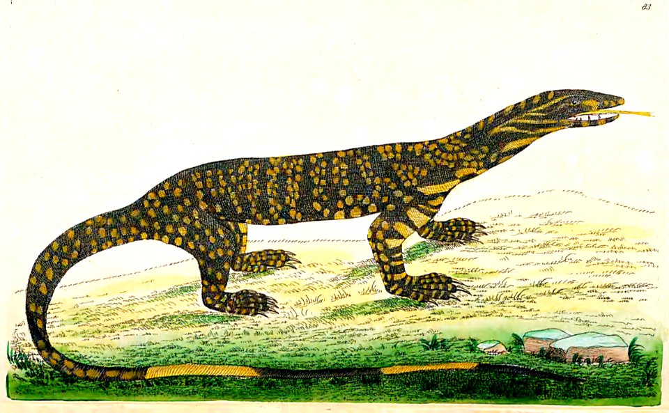 v03 083 Variegated Lizard