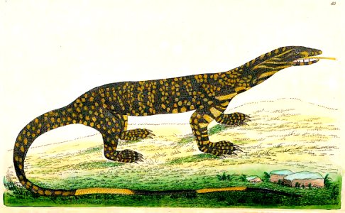 v03 083 Variegated Lizard