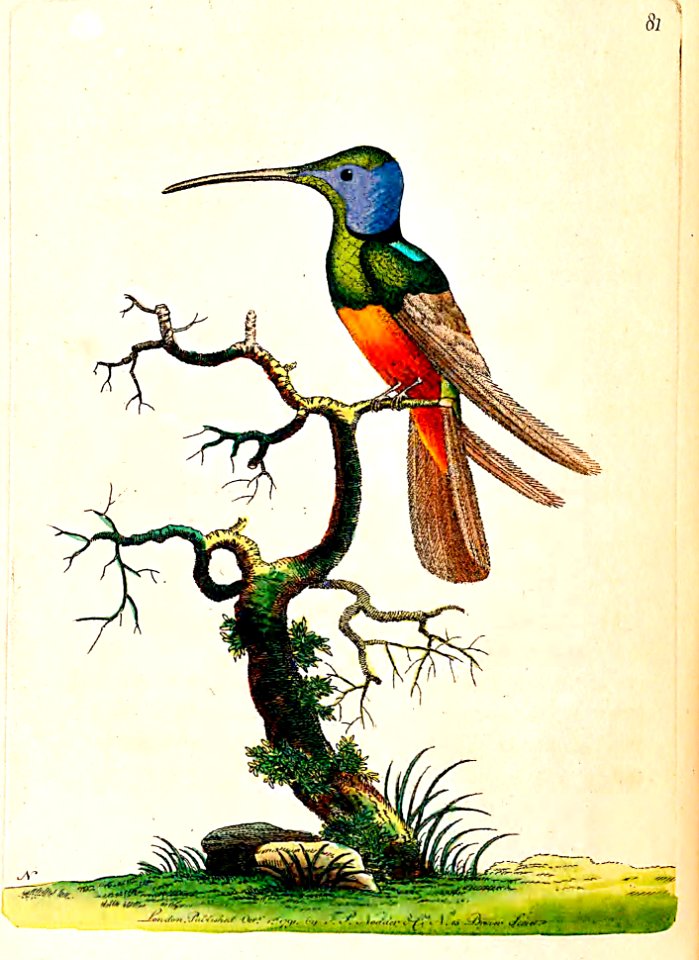 v03 081 Harlequin Hummingbird