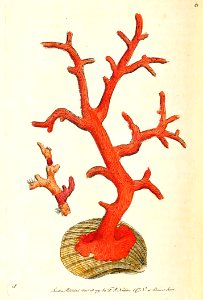 v03 082 Red Coral