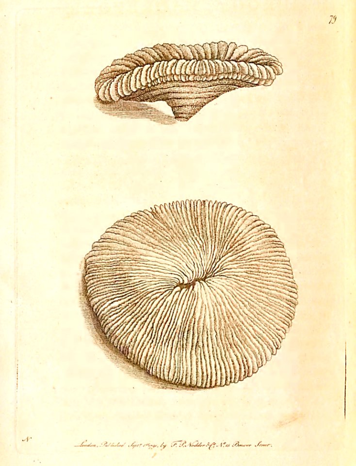 v03 079 Mushroom Mandipore