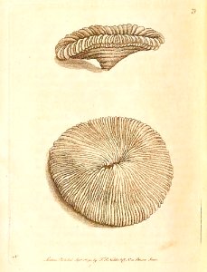 v03 079 Mushroom Mandipore