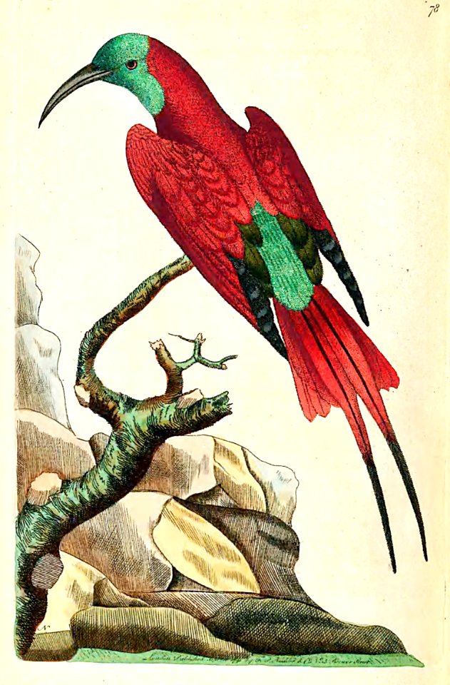 v03 078 Superb Bee Eater