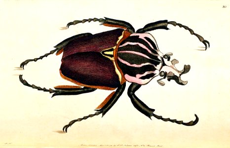 v03 080 Fork-Headed Beetle