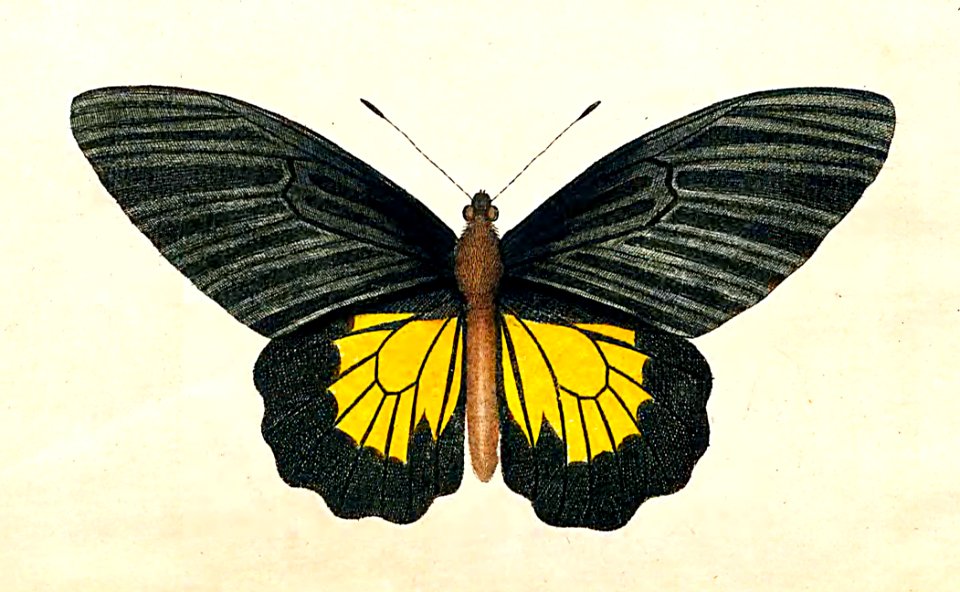 v03 077 Helena Butterfly
