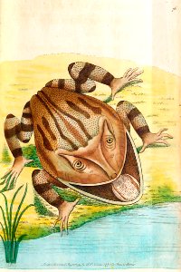 v03 076 Horned Frog