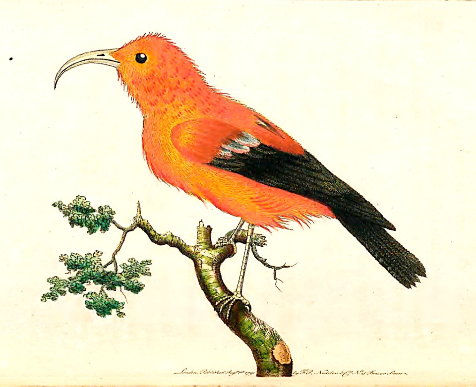 v03 075 Scarlet Creeper