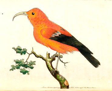 v03 075 Scarlet Creeper
