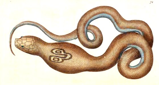 v02 074 Spectacle Snake