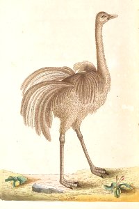 v02 072 American Ostrich