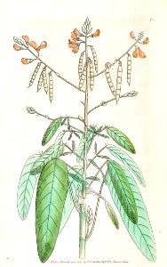 v02 070 Moving Plant