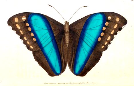 v02 068 Great Blue-Banded Butterfly