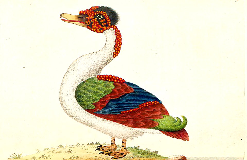 v02 069 Merian Duck