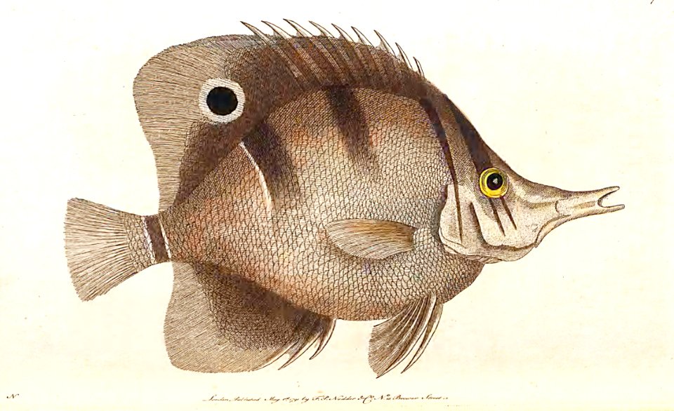 v02 067 Shooting Fish