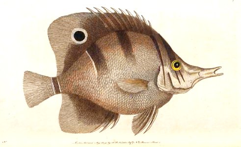 v02 067 Shooting Fish