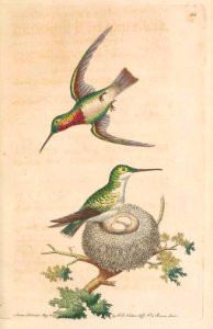 v02 066 Red-Throated Hummingbird