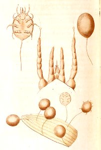 v02 064 Vegetating Mite