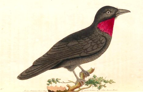 v02 063 Purple-Throated Flycatcher
