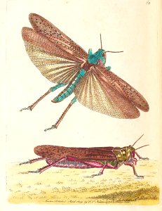 v02 062 Wandering Locust
