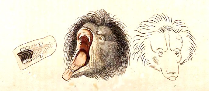 v02 059 Urisform Sloth