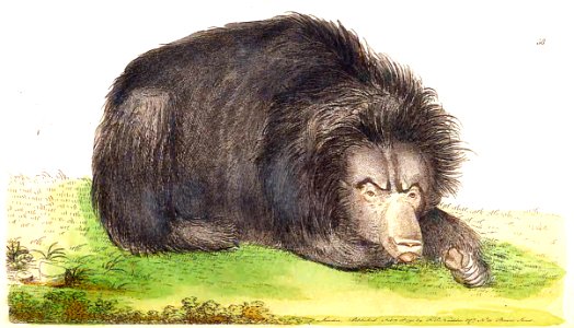 v02 058 Ursiform Sloth