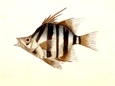 v02 057 Long-Spined Chaetodon