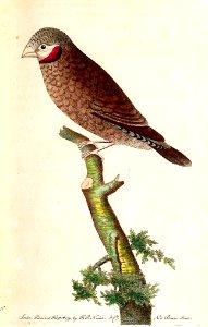 v02 056 Red-Throated Grosbeak