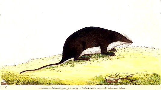 v02 055 Water Shrew