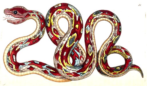 v02 051 Great Boa. Free illustration for personal and commercial use.