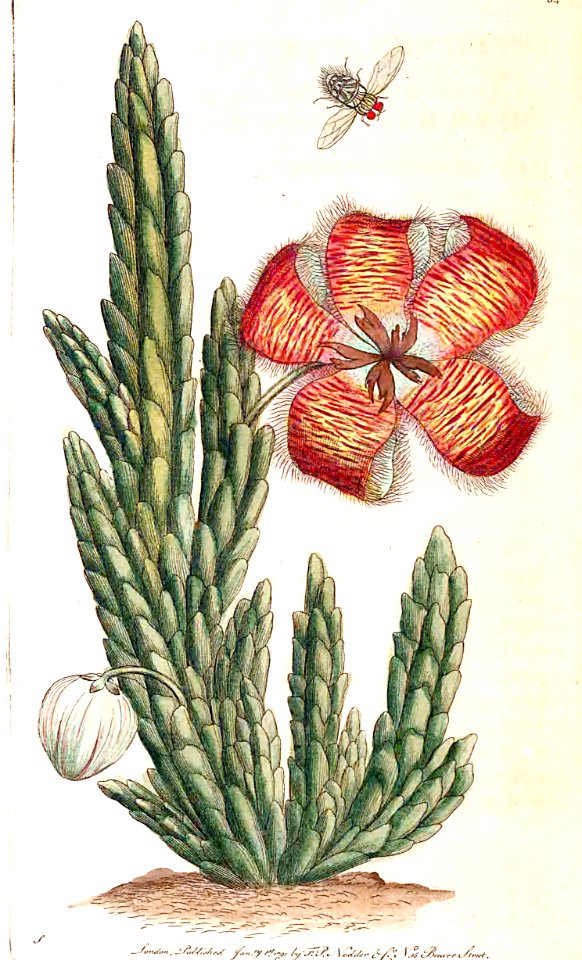 v02 054 Carrion Flower
