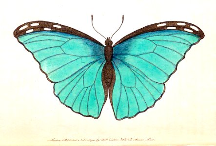 v02 049 Silver-Blue Butterfly