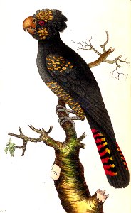 v02 050 Magnificent Cockatoo