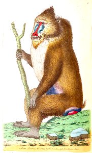 v02 048 Variegated Baboon