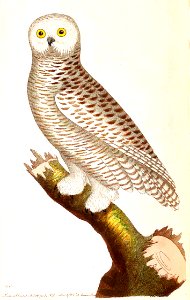v02 047 Snowy Owl