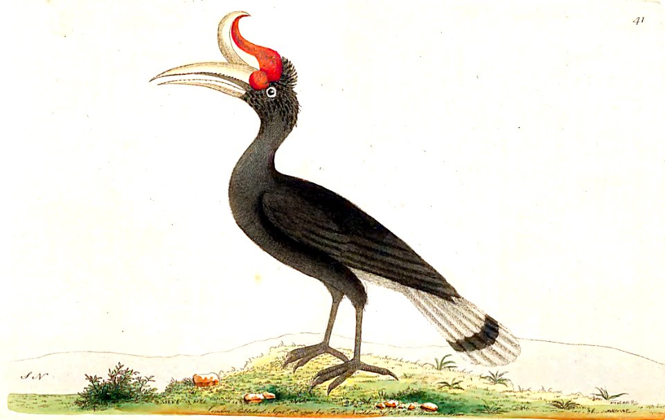v02 041 Great Hornbill