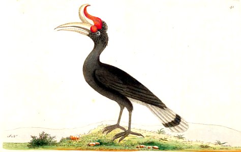 v02 041 Great Hornbill