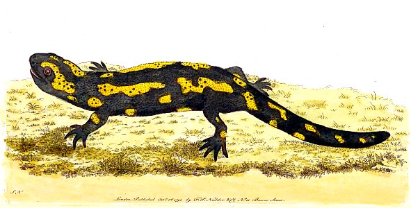 v02 045 Salamander