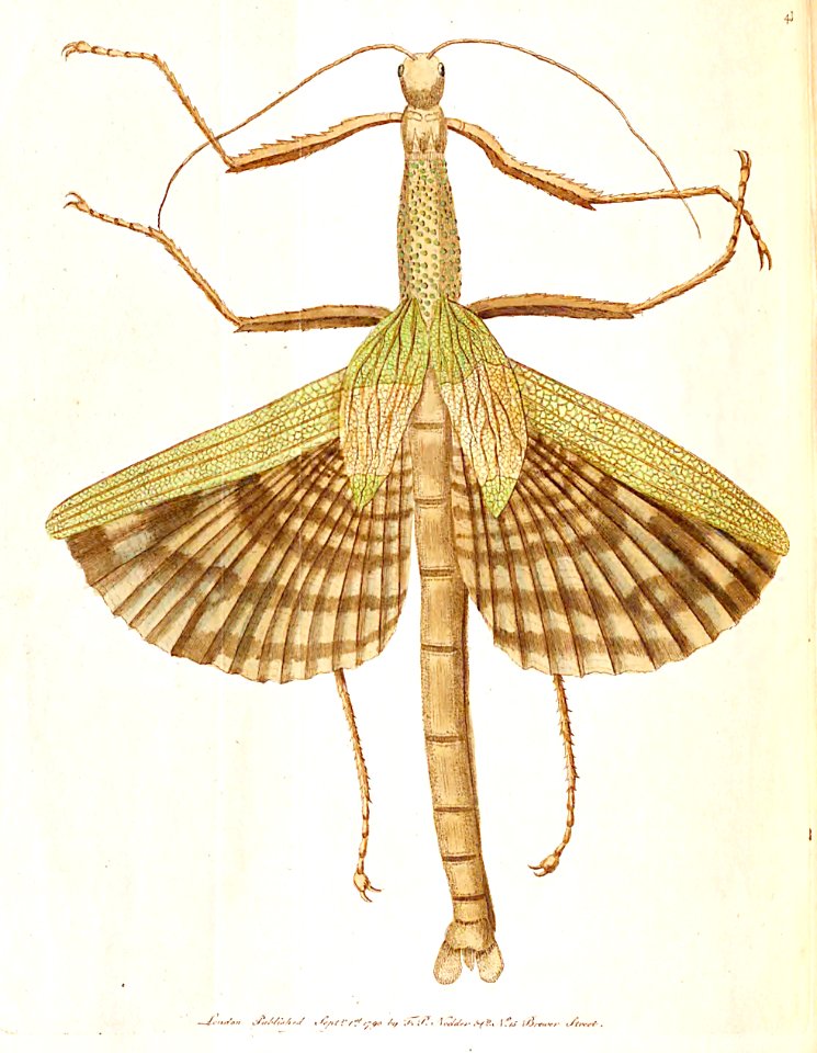 v02 043 Great Mantis