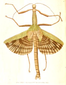v02 043 Great Mantis