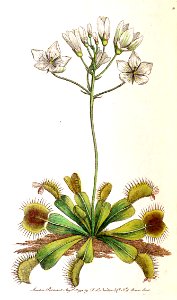 v02 040 Venus Fly Trap